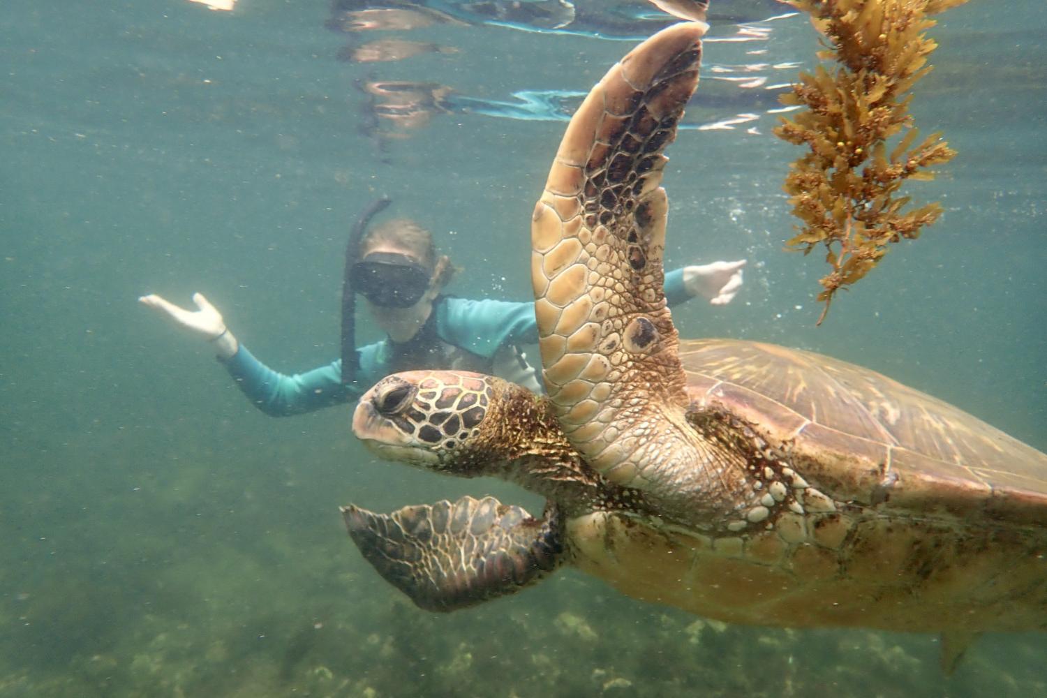 一名<a href='http://fo3ke4.uncsj.com'>bv伟德ios下载</a>学生在Galápagos群岛游学途中与一只巨龟游泳.